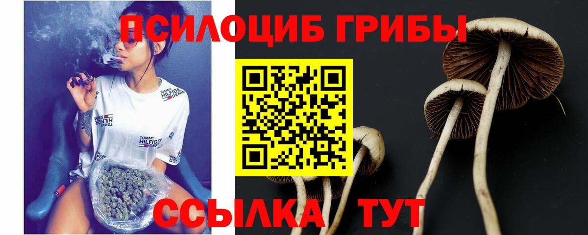 Псилоцибиновые грибы Psilocybe Бор